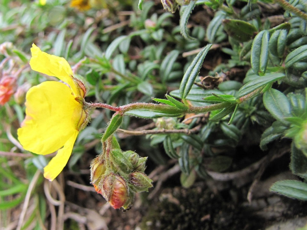 Helianthemum nummularium / Eliantemo maggiore